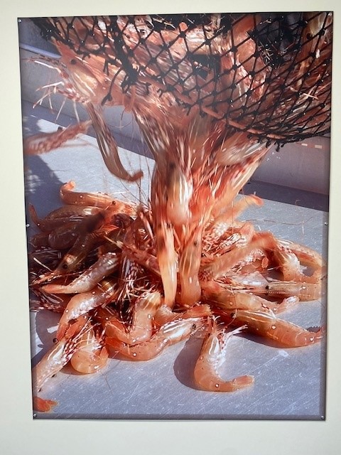 Live Prawn Release