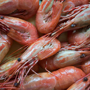 Spot Prawns